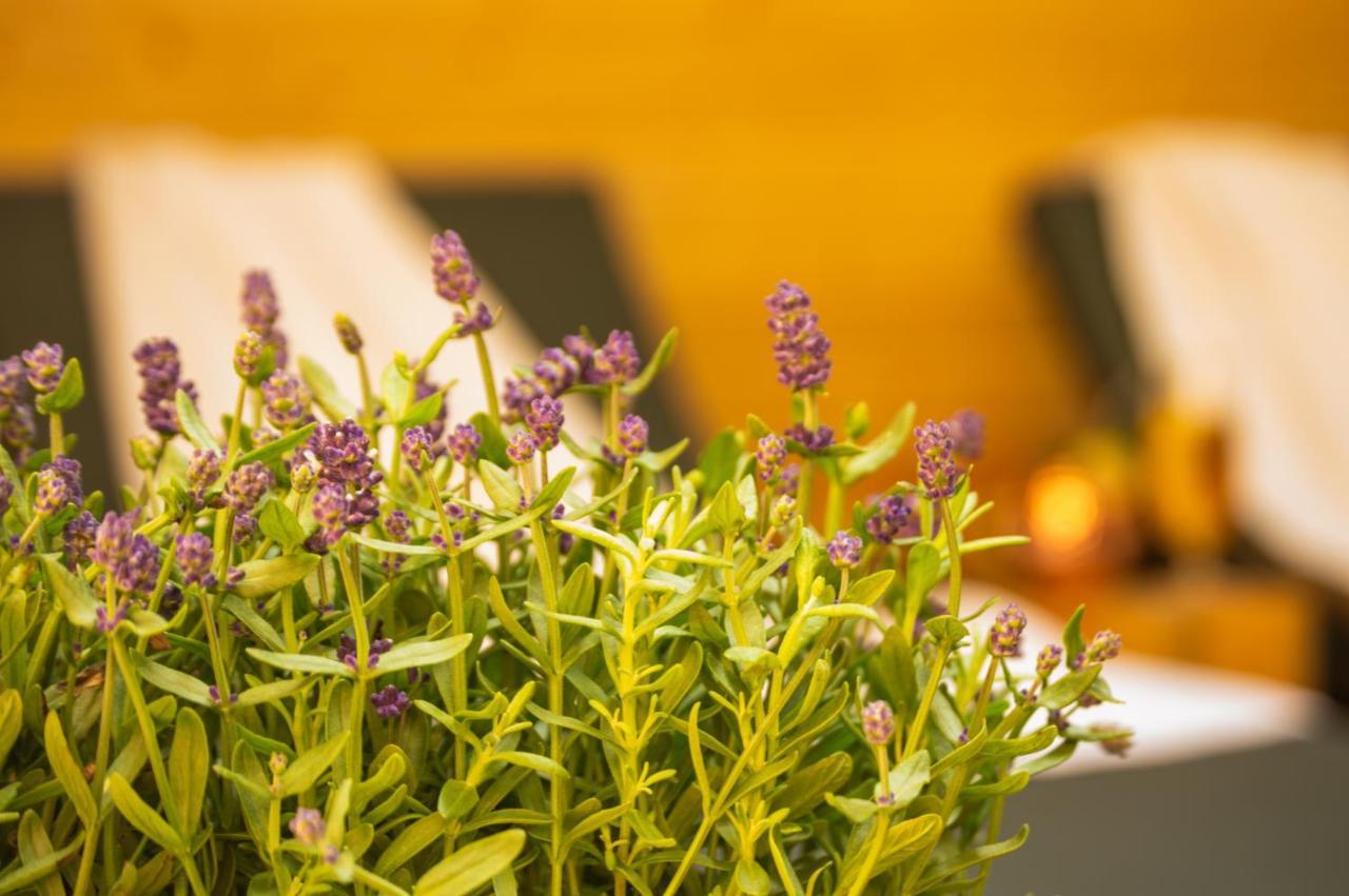 Wellnessoase Mitten In Triberg تيبرغ المظهر الخارجي الصورة